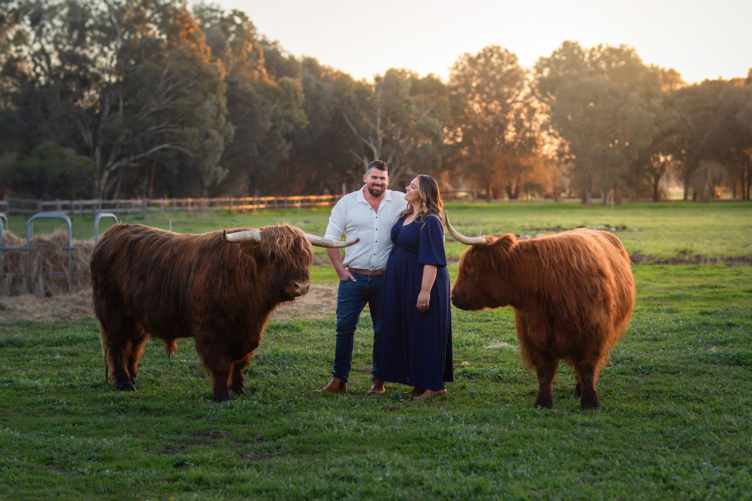 Mother and calf Highland Cow underneath a tree during a pet session with Highland Cows in Perth