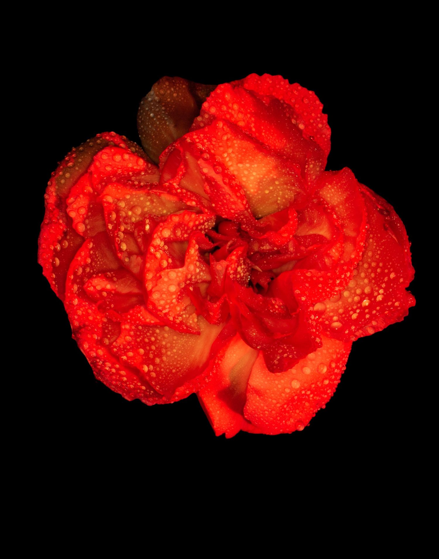 Close-up of a vibrant red carnation flower covered in water droplets against a black background.