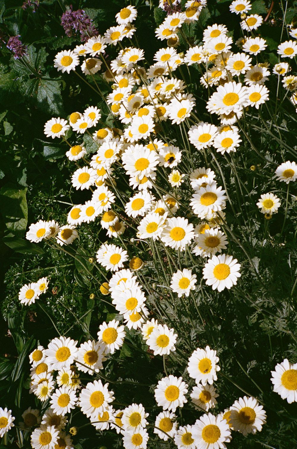 A vibrant cluster of white daisy flowers with yellow centers blooming among lush green foliage in a garden.