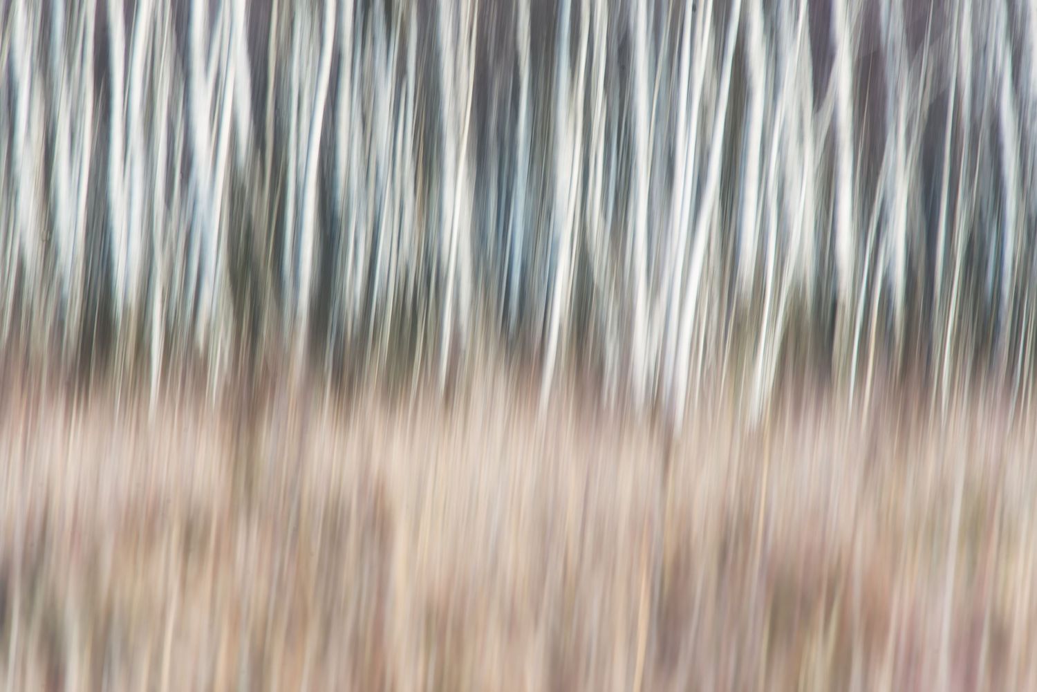 Tronchi di betulla con effetto mosso creato dal movimento della fotocamera