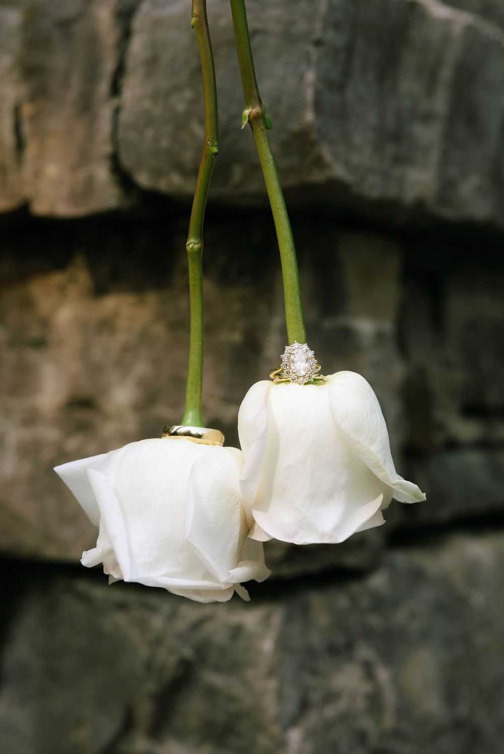 Two white roses hang upside down against a stone wall, one displaying a sparkling diamond engagement ring and the other a wedding band.