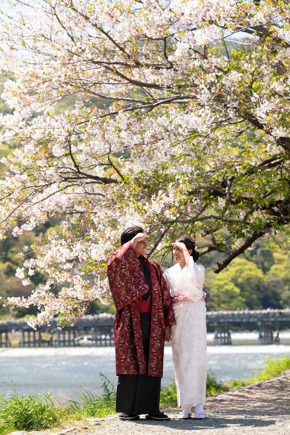 Couple in traditional Japanese clothing stand beneath blooming cherry blossom trees beside a calm river and wooden bridge in spring.