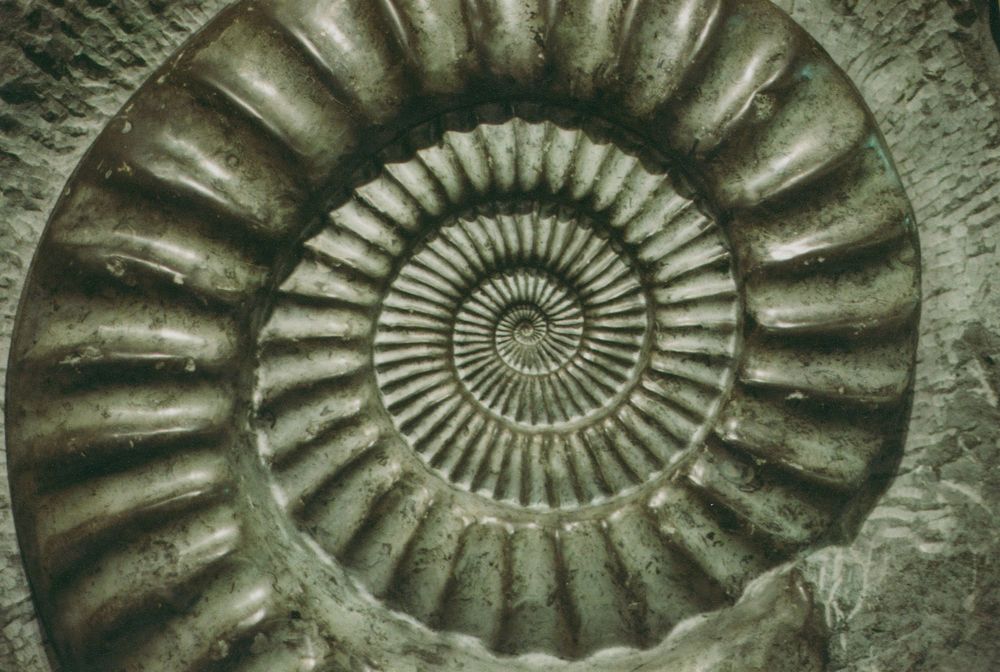 Close-up of a spiral ammonite fossil with detailed ribbed whorls radiating outward from the center in gray stone.