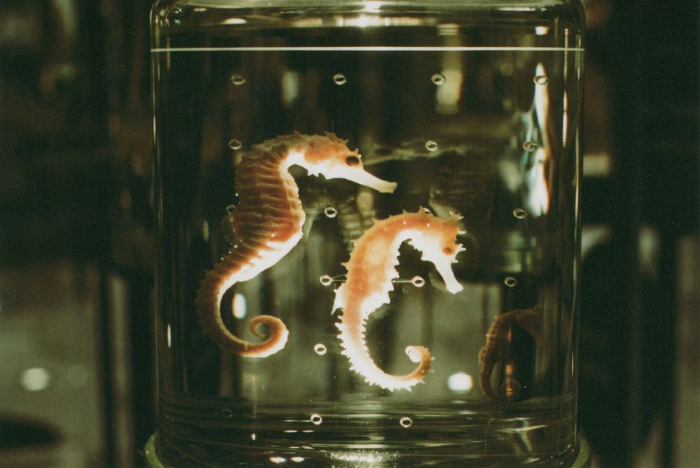 Two preserved seahorses with curled tails floating in a clear glass jar of liquid, displayed against a dark background.