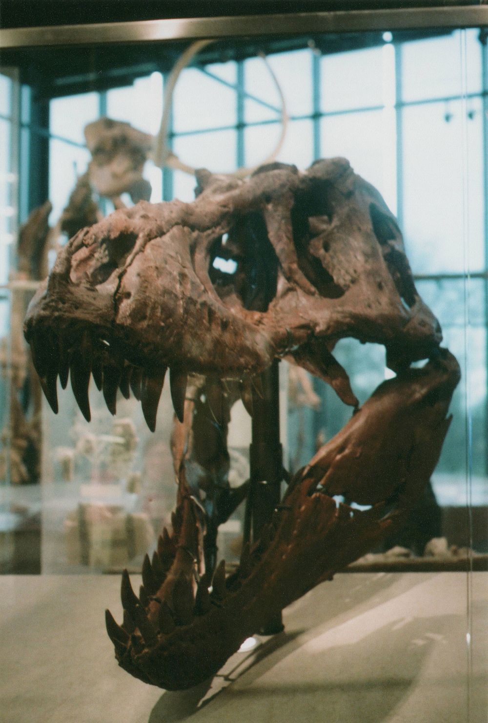 Tyrannosaurus rex fossil skull with open jaws and sharp teeth on display in a museum exhibit with other skeletons in the background.