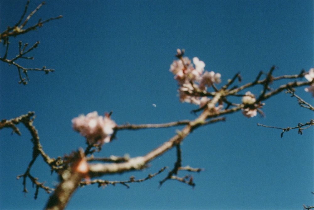 Pale pink cherry blossoms bloom on bare, twisting tree branches against a deep blue sky in soft focus.
