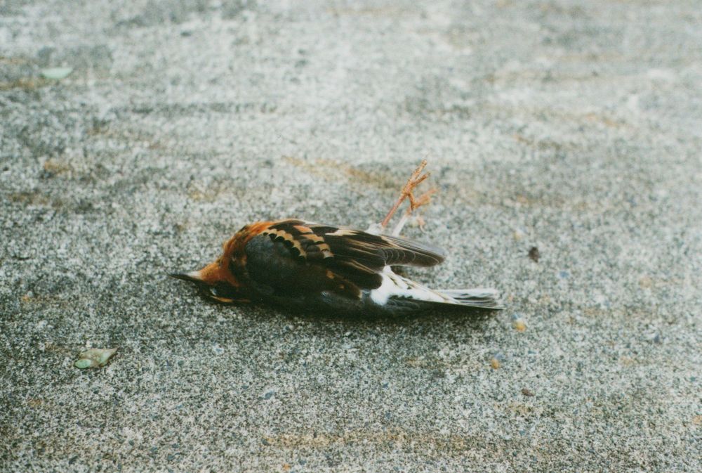 Small dead bird with orange-brown breast and dark streaked wings lying on its side on a gray concrete pavement.