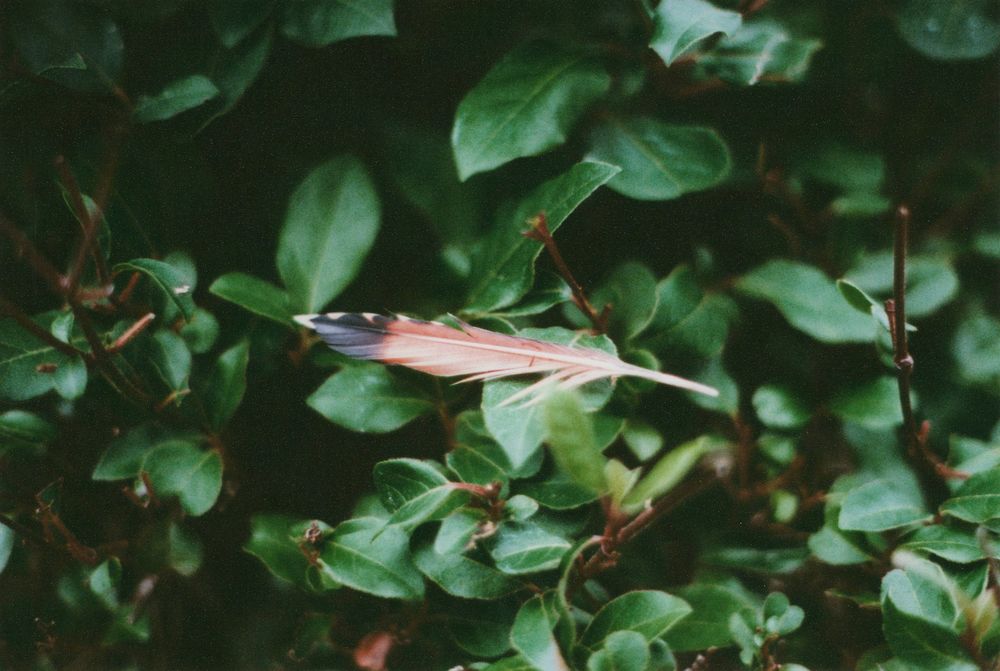 A single pink and gray feather rests on dark green leaves of a leafy shrub with thin branches.