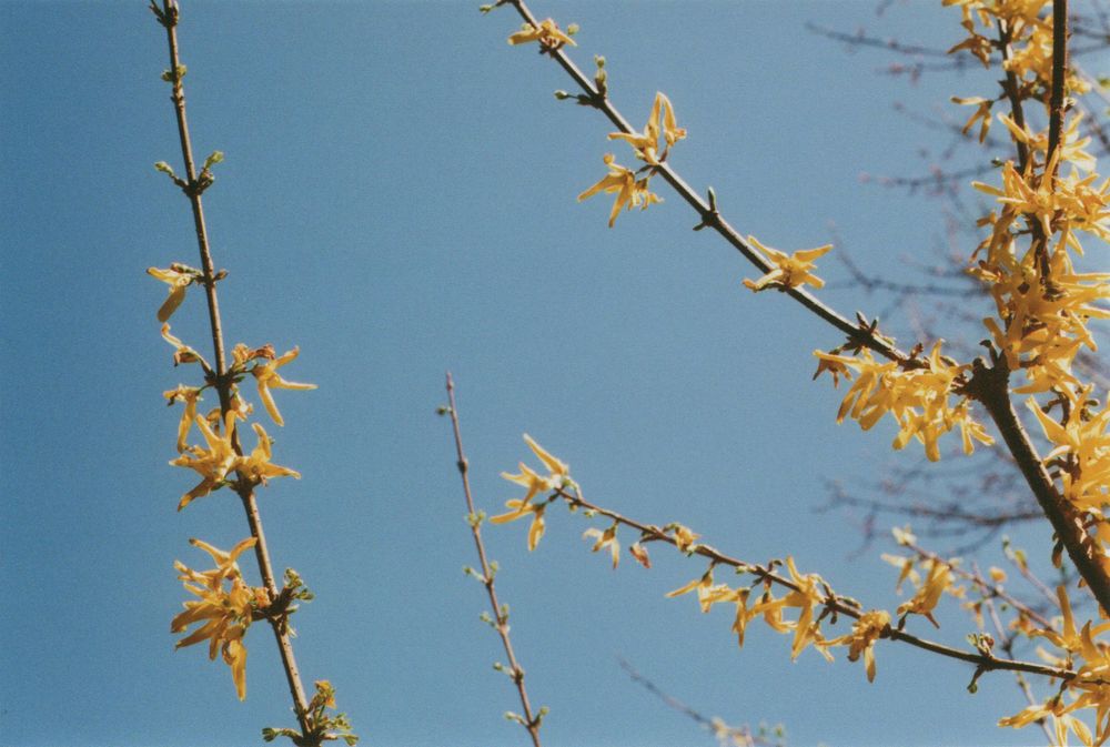Bright yellow forsythia blossoms cover thin bare branches against a clear blue spring sky.