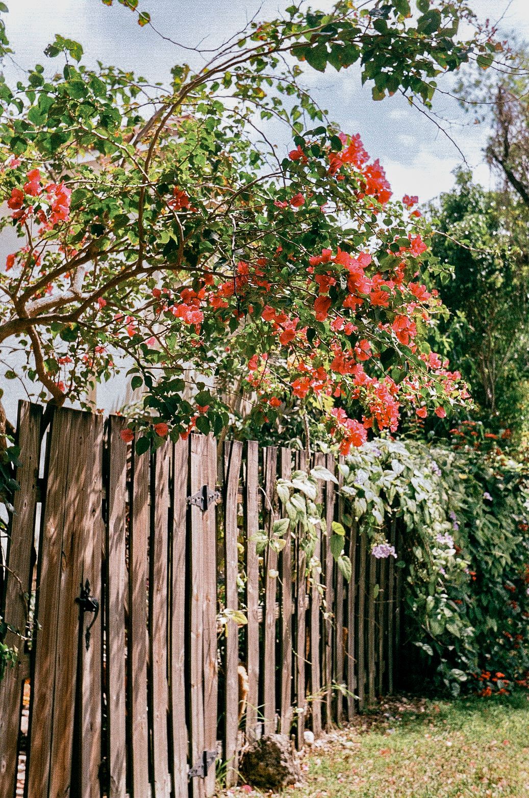 Vibrant orange-red bougainvillea blooms spilling over a weathered wooden fence in a sunny garden with green foliage and grass.
