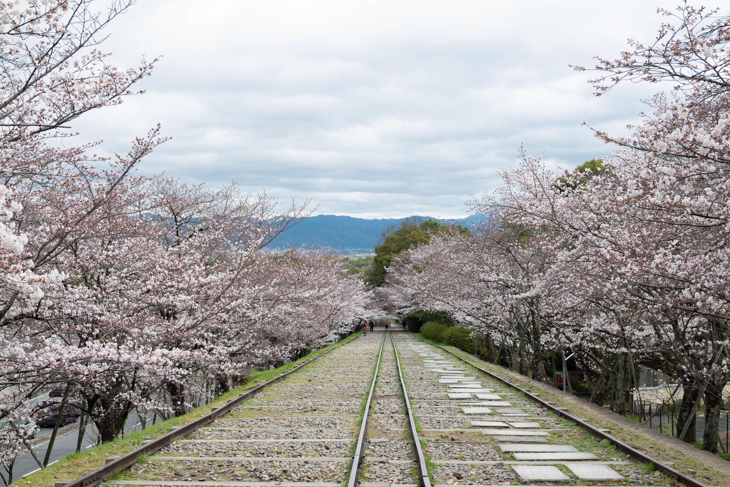 Abandoned railway tracks lined with blooming cherry blossom trees leading toward distant mountains under a cloudy spring sky.