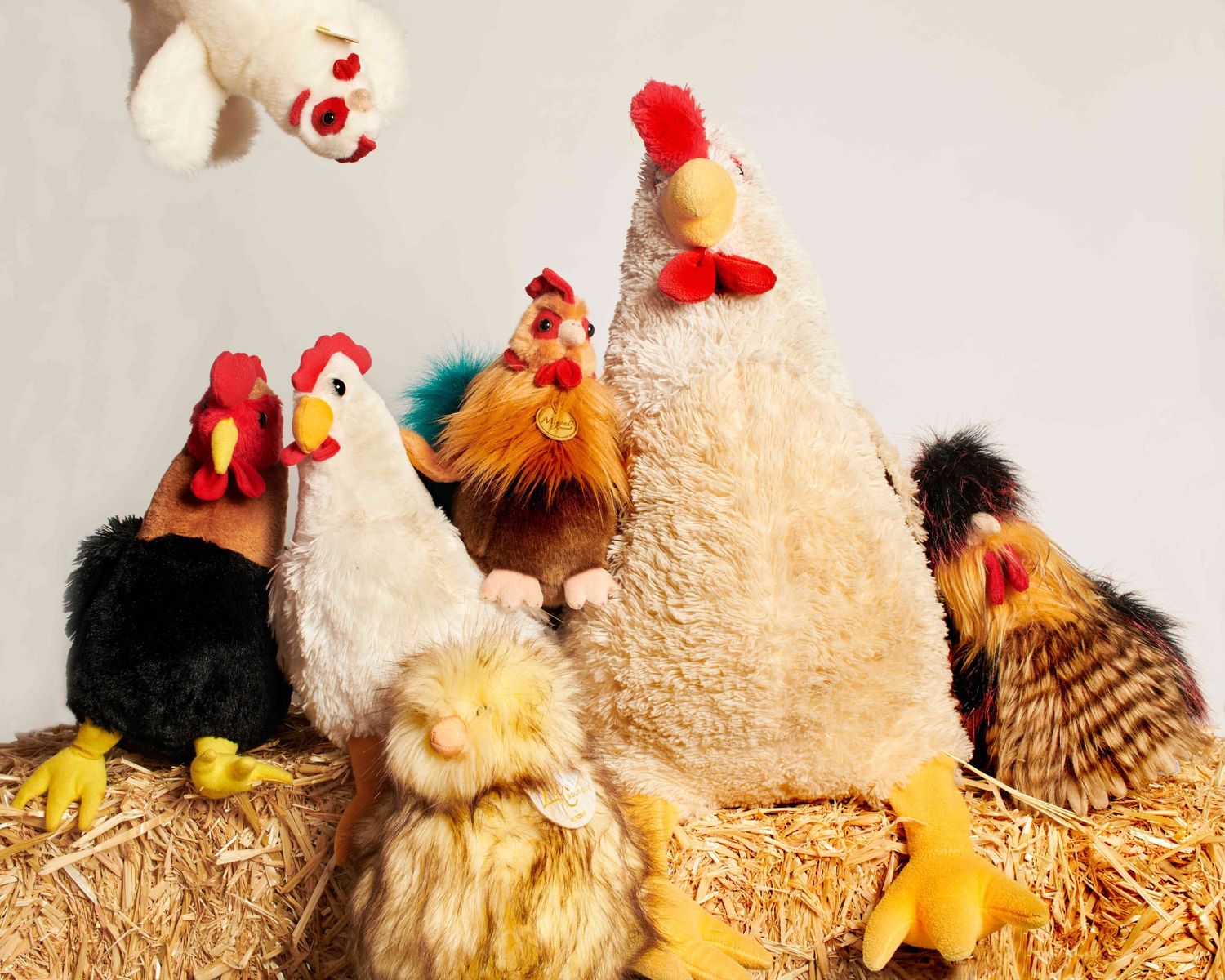 Back-to-school photos for Chicken family but they are goofing around.