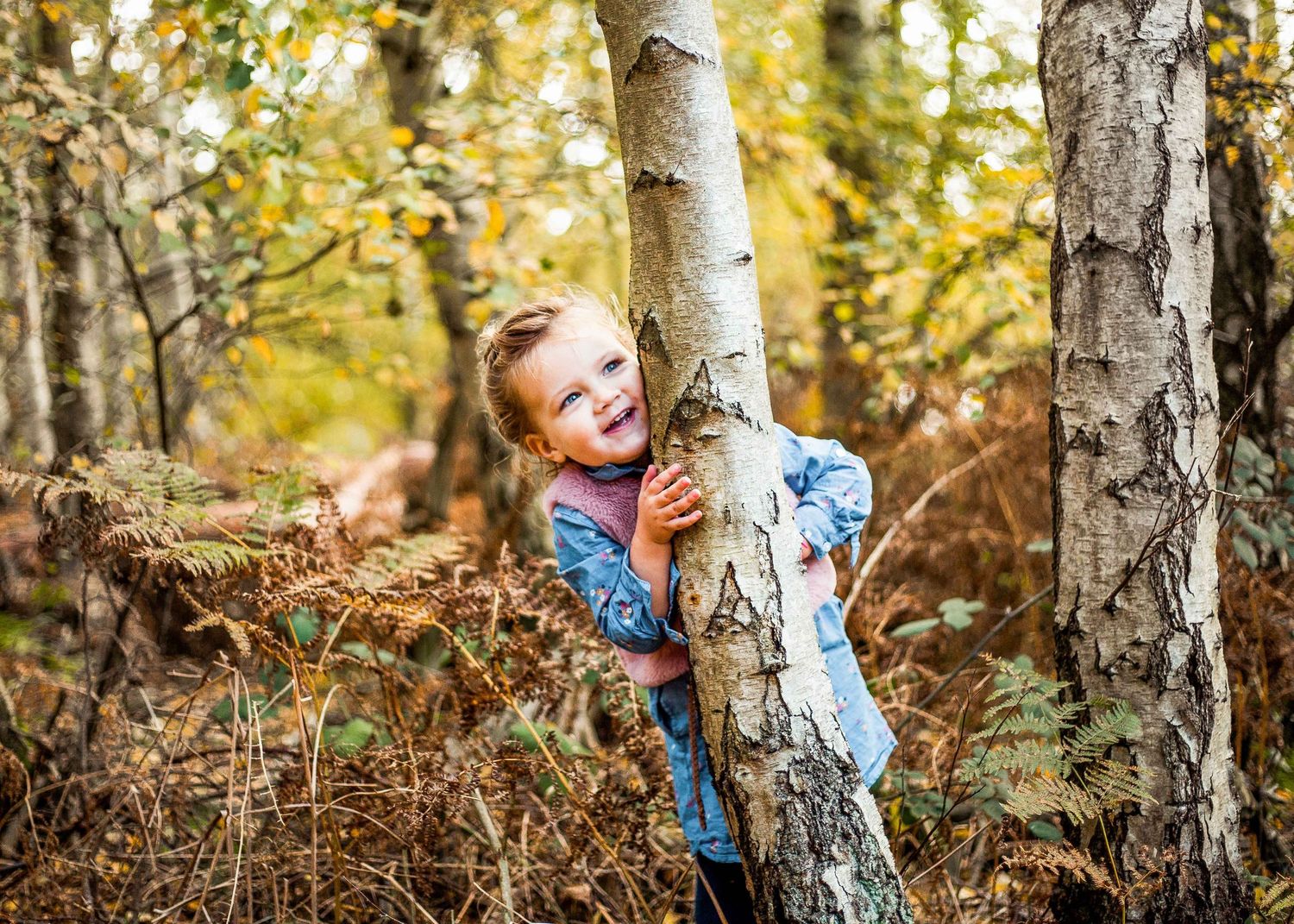 A happy young child peeking out from behind a birch tree in an autumn forest with colorful foliage.