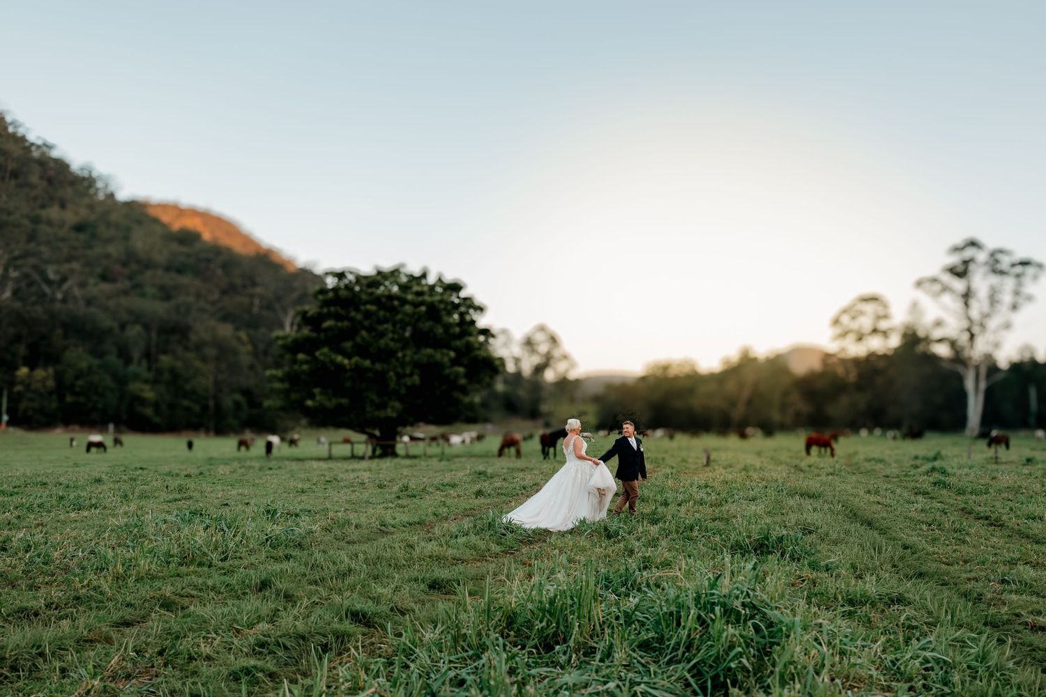 Bride and groom dancing in a lush green farm field at sunset with cattle grazing and mountains in the background.