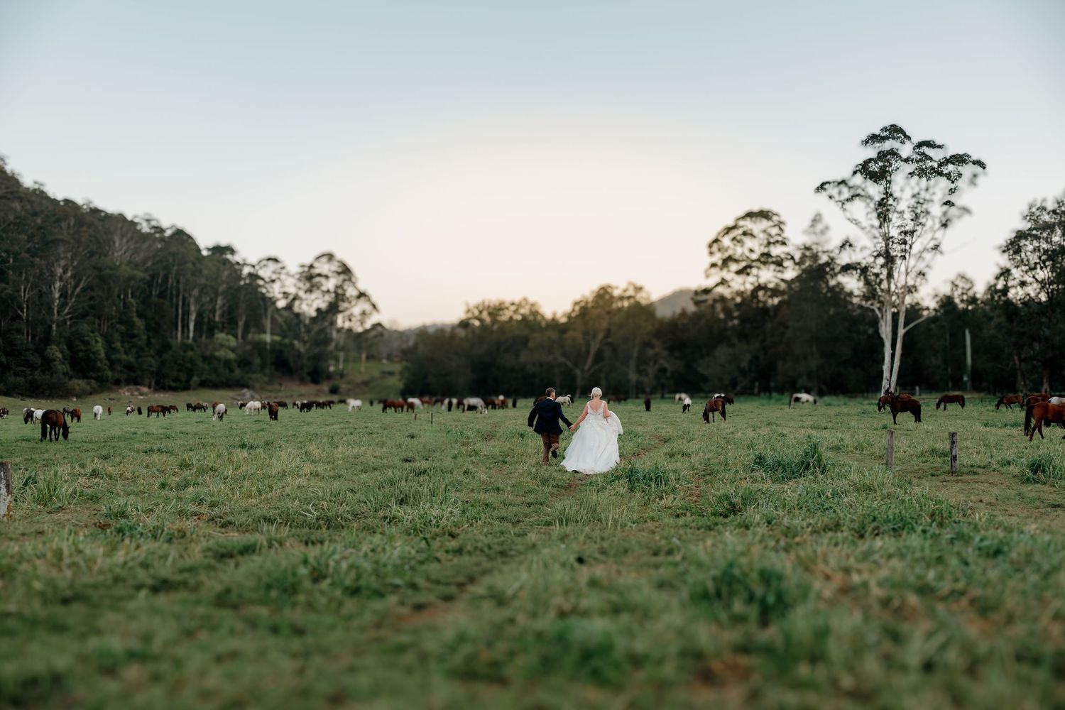 Bride and groom walk through lush green farm paddock with grazing cattle at golden hour.
