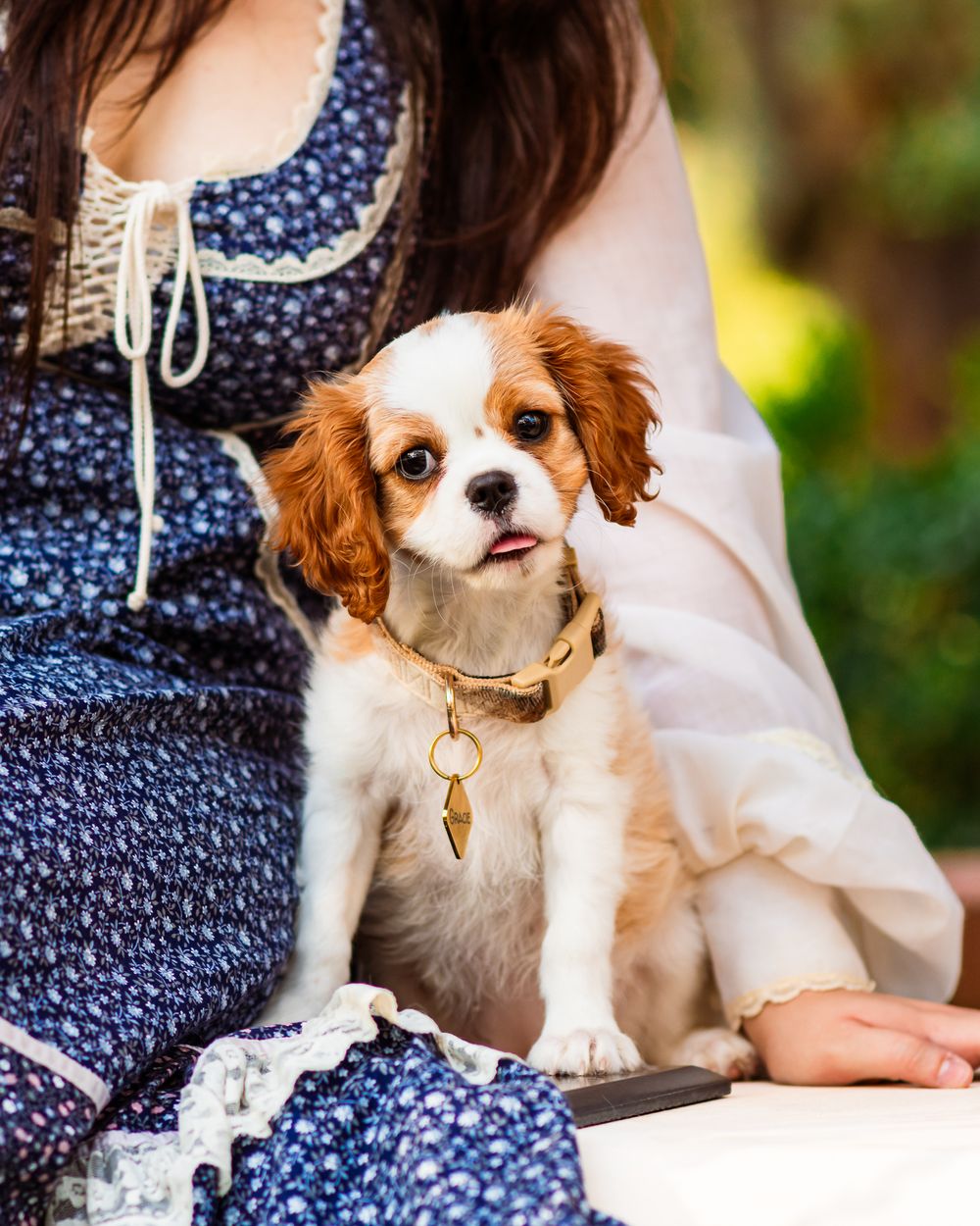 A Cavalier King Charles Spaniel puppy wearing a gold collar sits beside a woman in a blue floral dress outdoors.