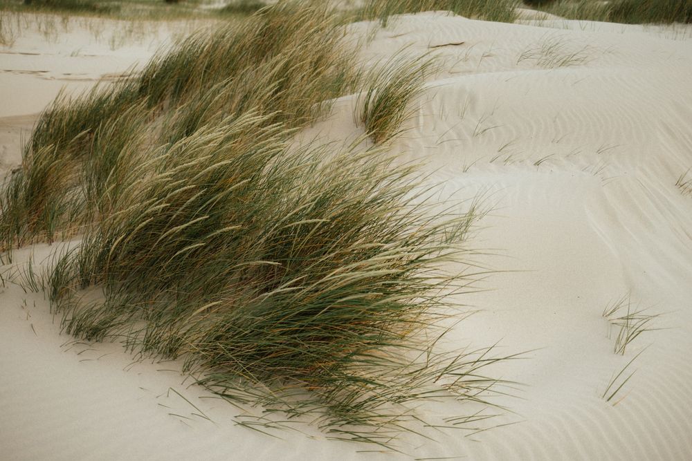 Wind-swept beach grass growing on white sand dunes in a coastal landscape.