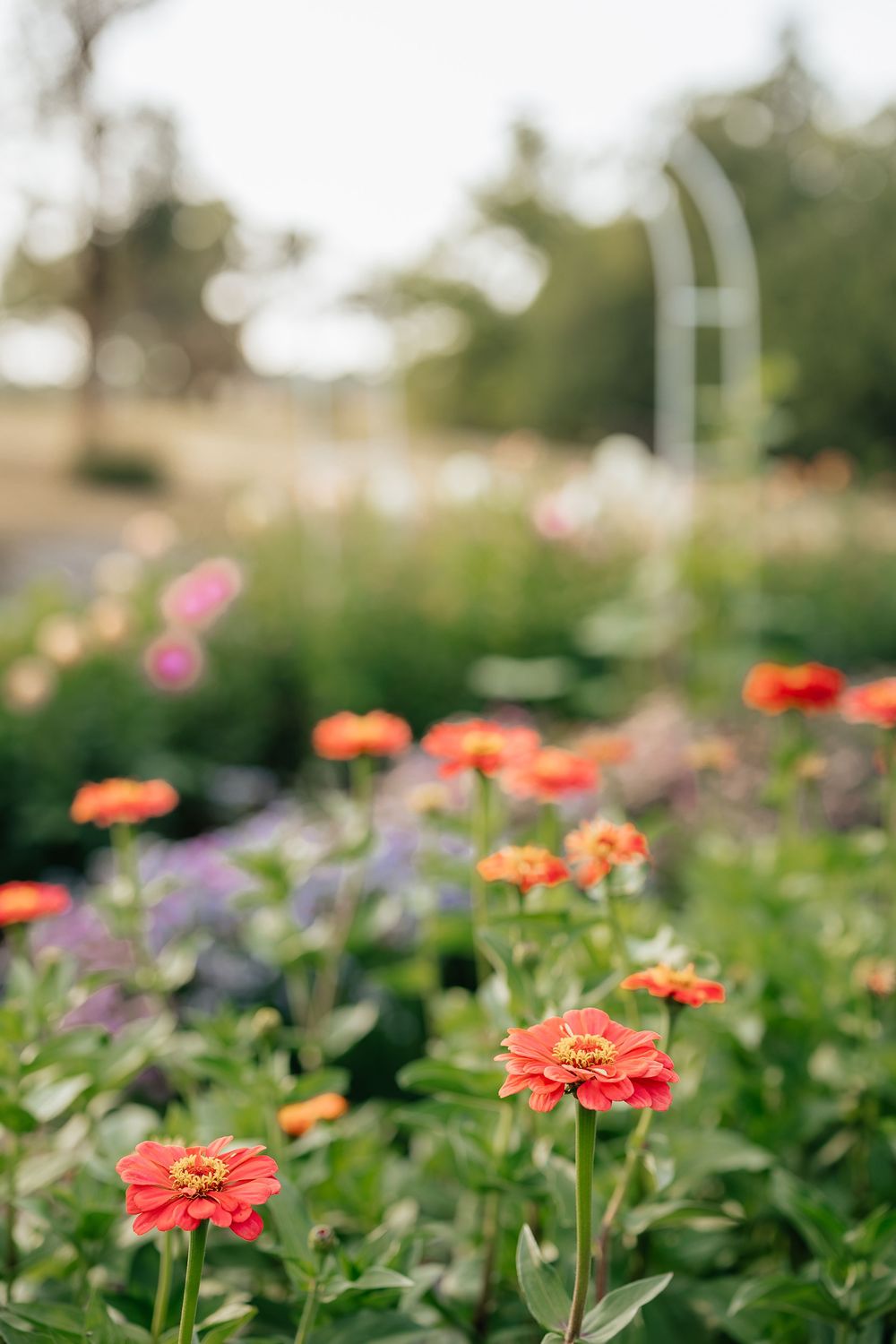 Bright red and orange zinnia flowers in focus in a colorful summer garden.