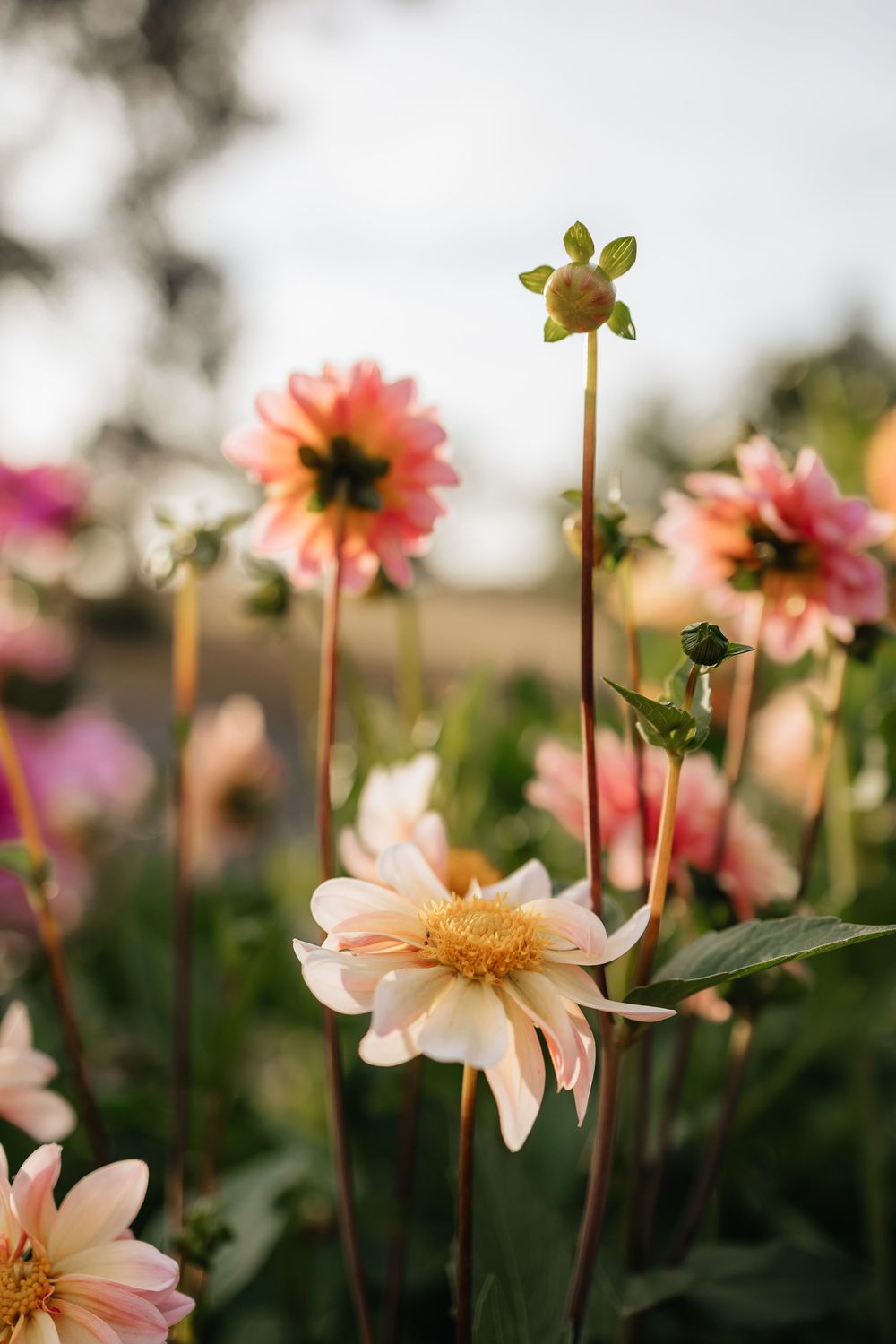 Delicate white and pink open dahlia flowers growing in a cottage garden at dusk.