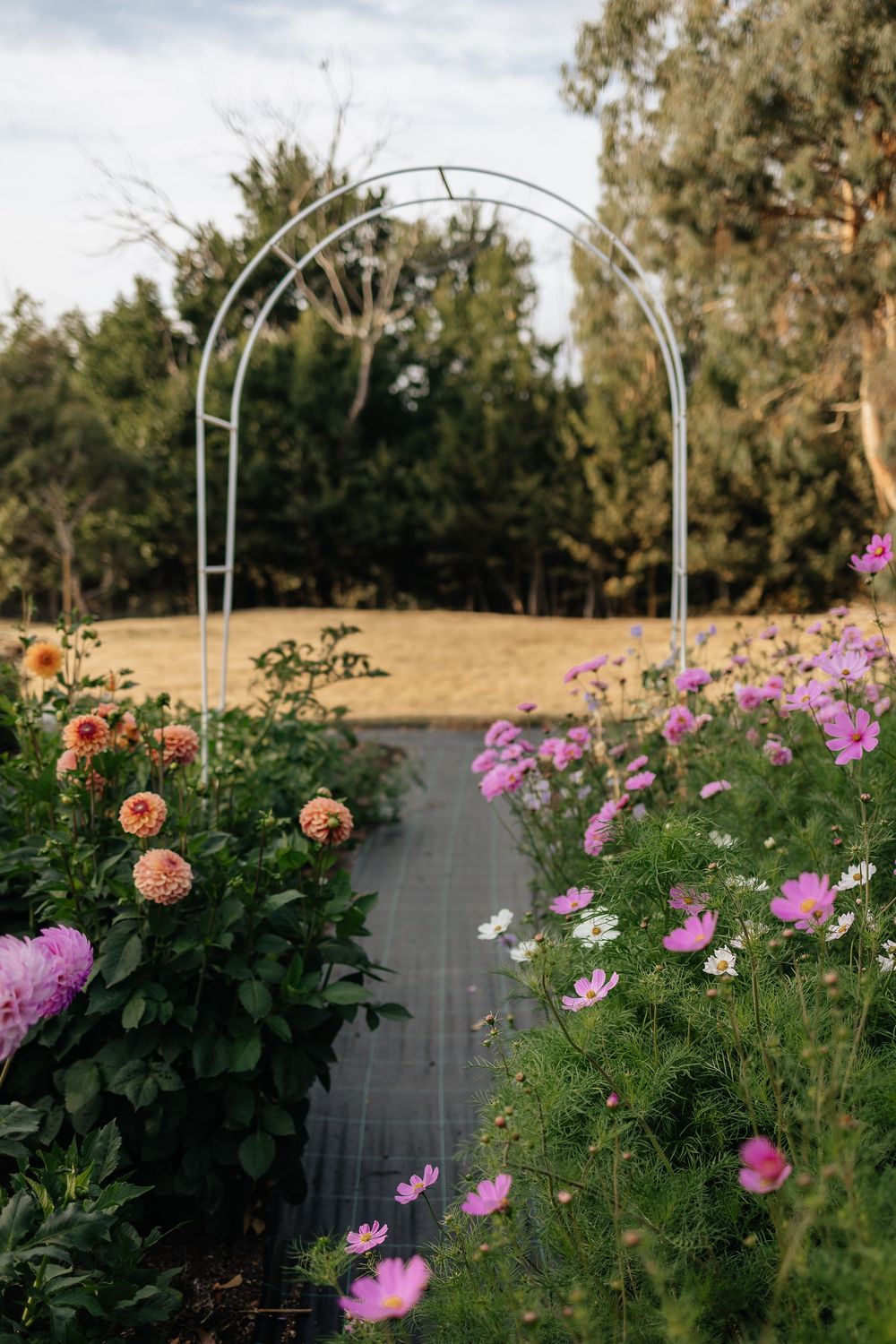 White metal arch trellis framing a garden path bordered by pink cosmos and peach dahlia flowers.