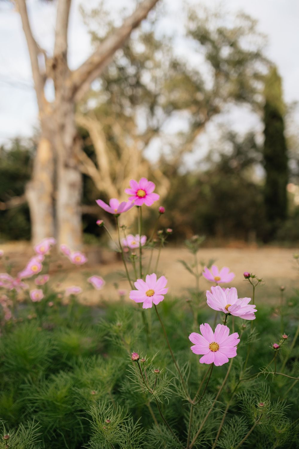 Pink cosmos flowers with feathery green foliage blooming in a garden with trees behind.