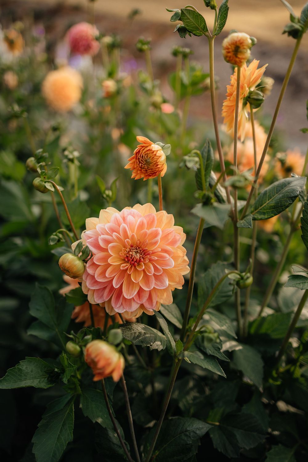 Orange and peach dahlia blooms with green buds in a moody garden setting.