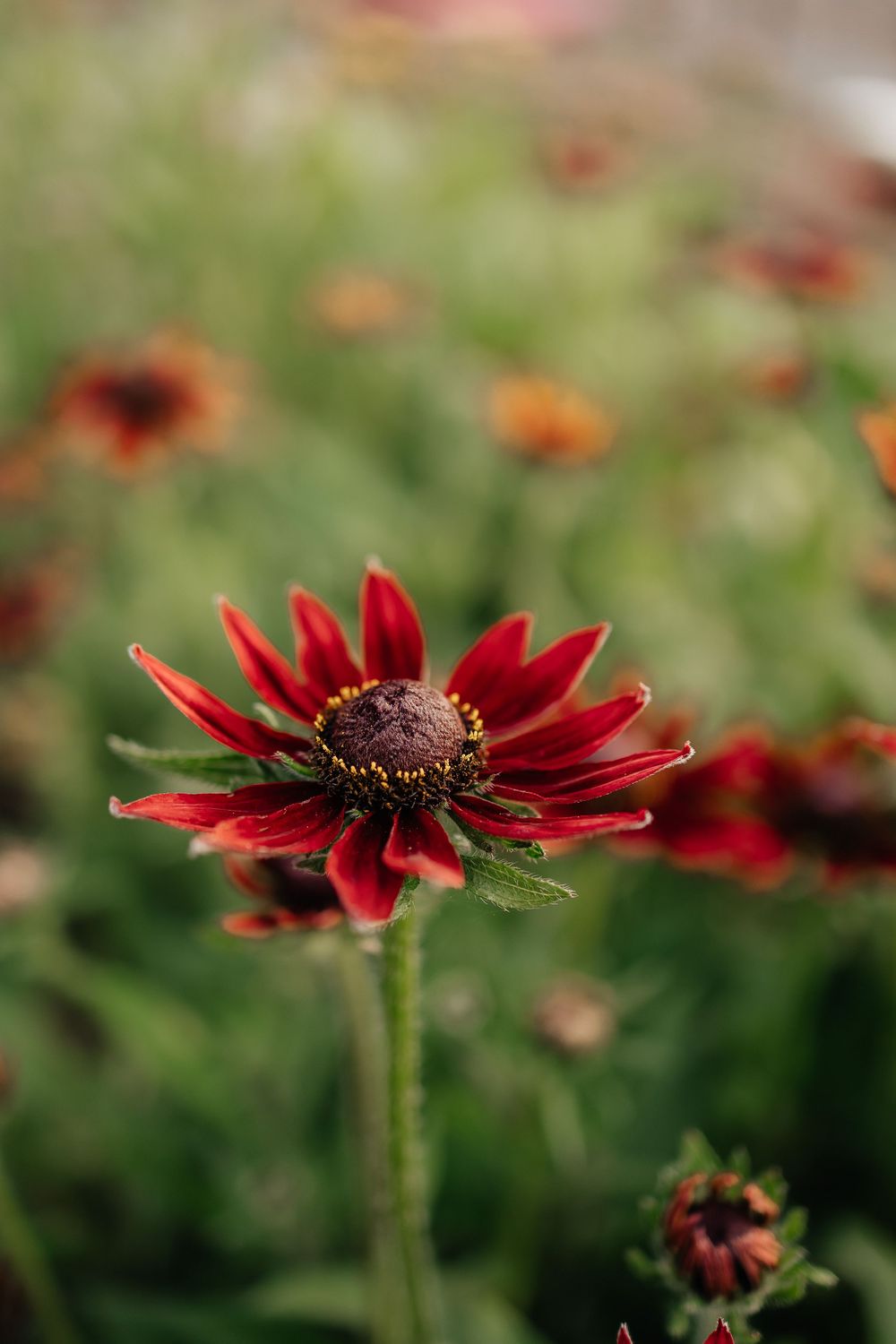 Close-up of a vibrant red rudbeckia flower with a dark center in a garden.