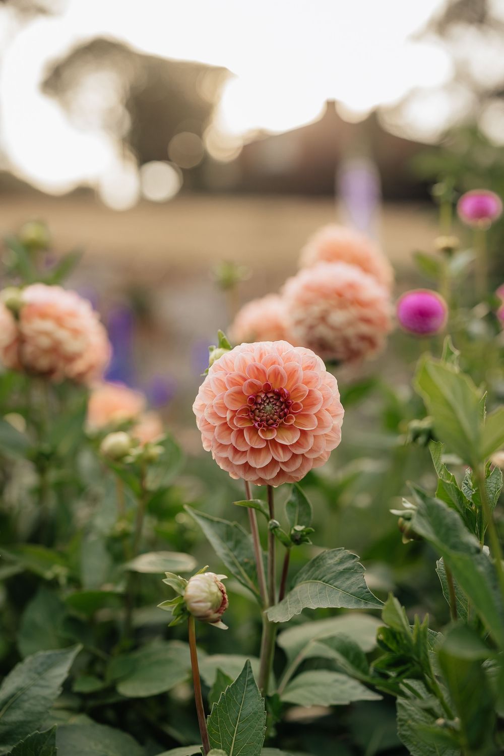 Soft peach pompom dahlias blooming in a lush garden at golden hour.