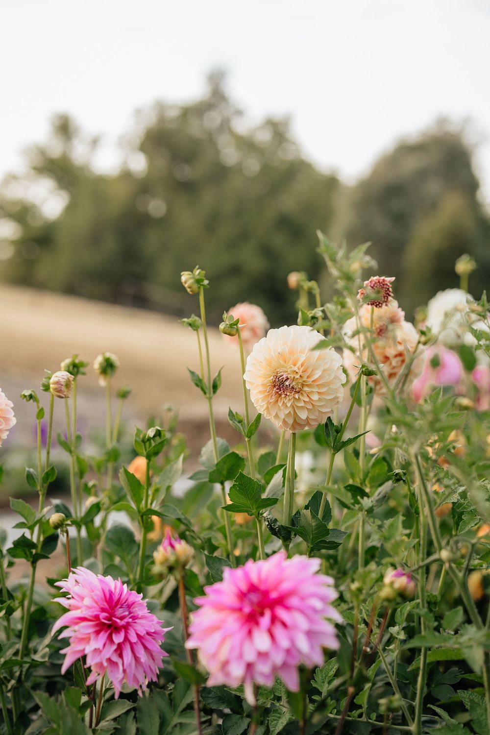 Pink and cream dahlia flowers with buds growing in a garden with trees in the background.