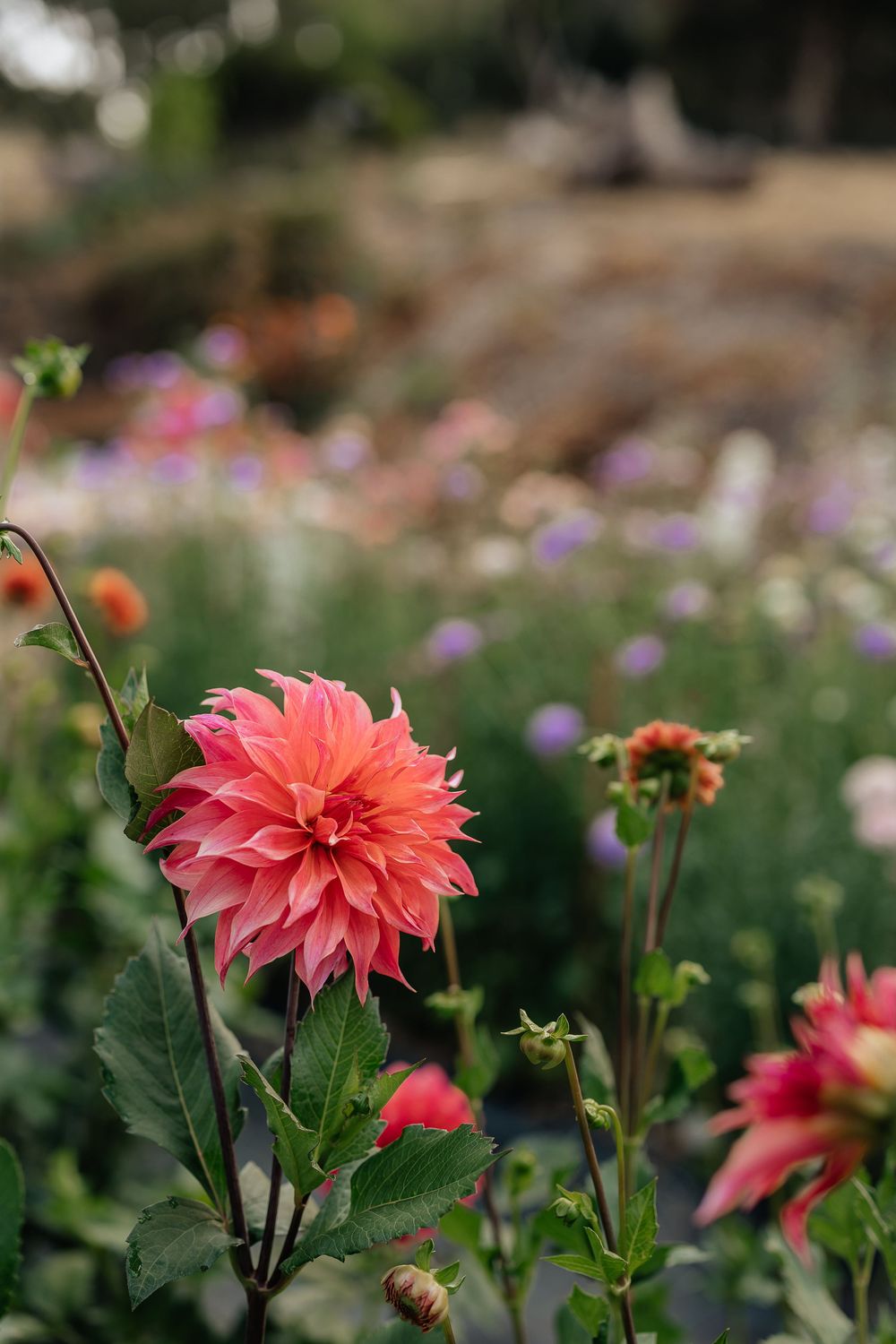 Close-up of a vibrant pink dahlia flower blooming in a lush garden with soft bokeh background.