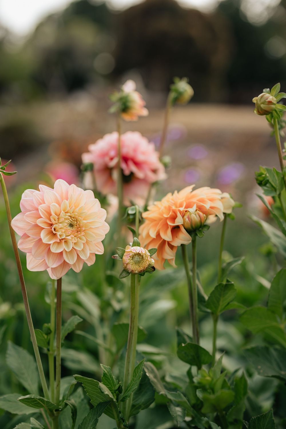 Soft peach and pink dahlia flowers in full bloom surrounded by green foliage in a garden.