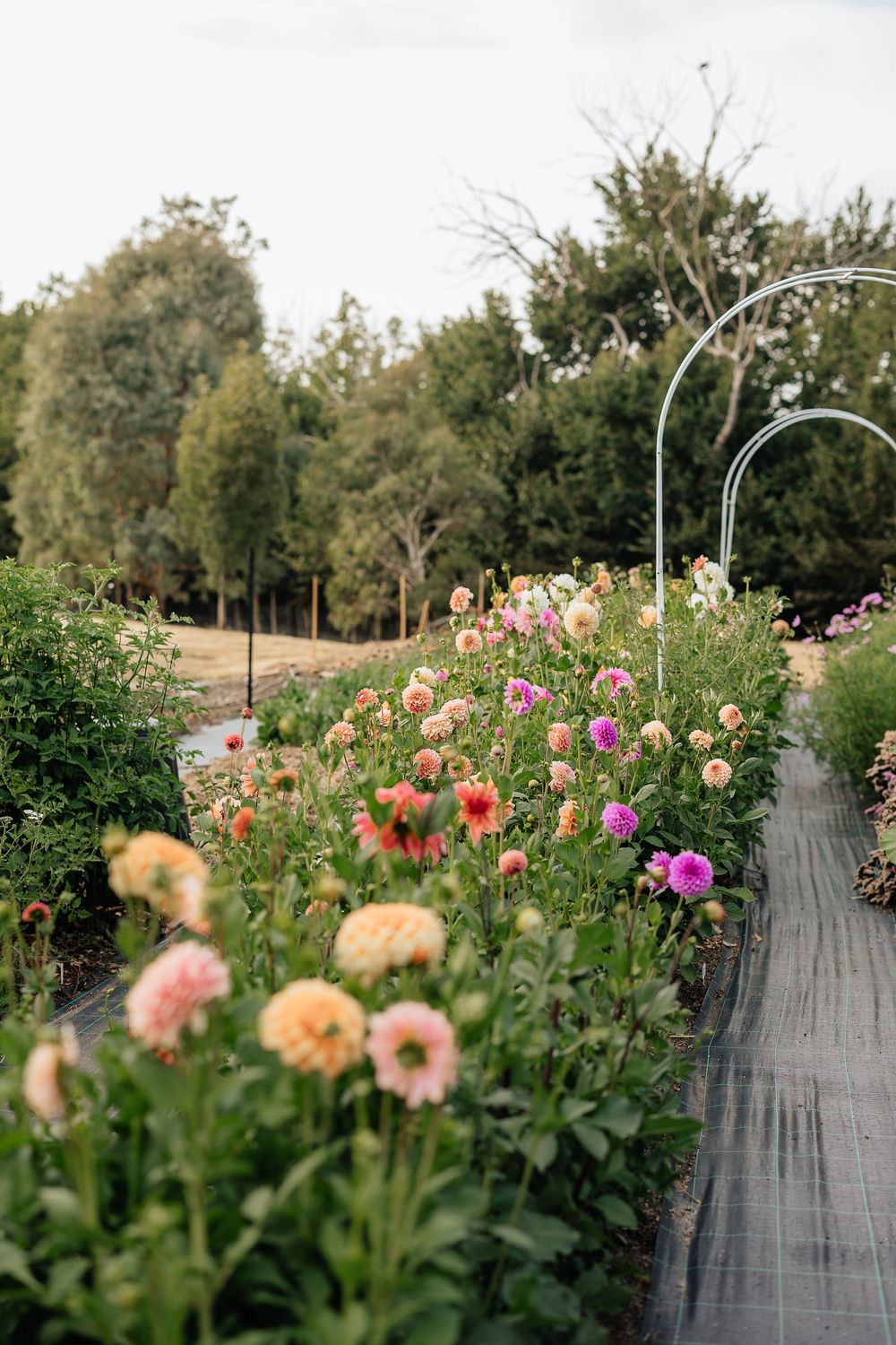 Colorful dahlia flower farm with pink and peach blooms lining a garden path with metal arch trellises.