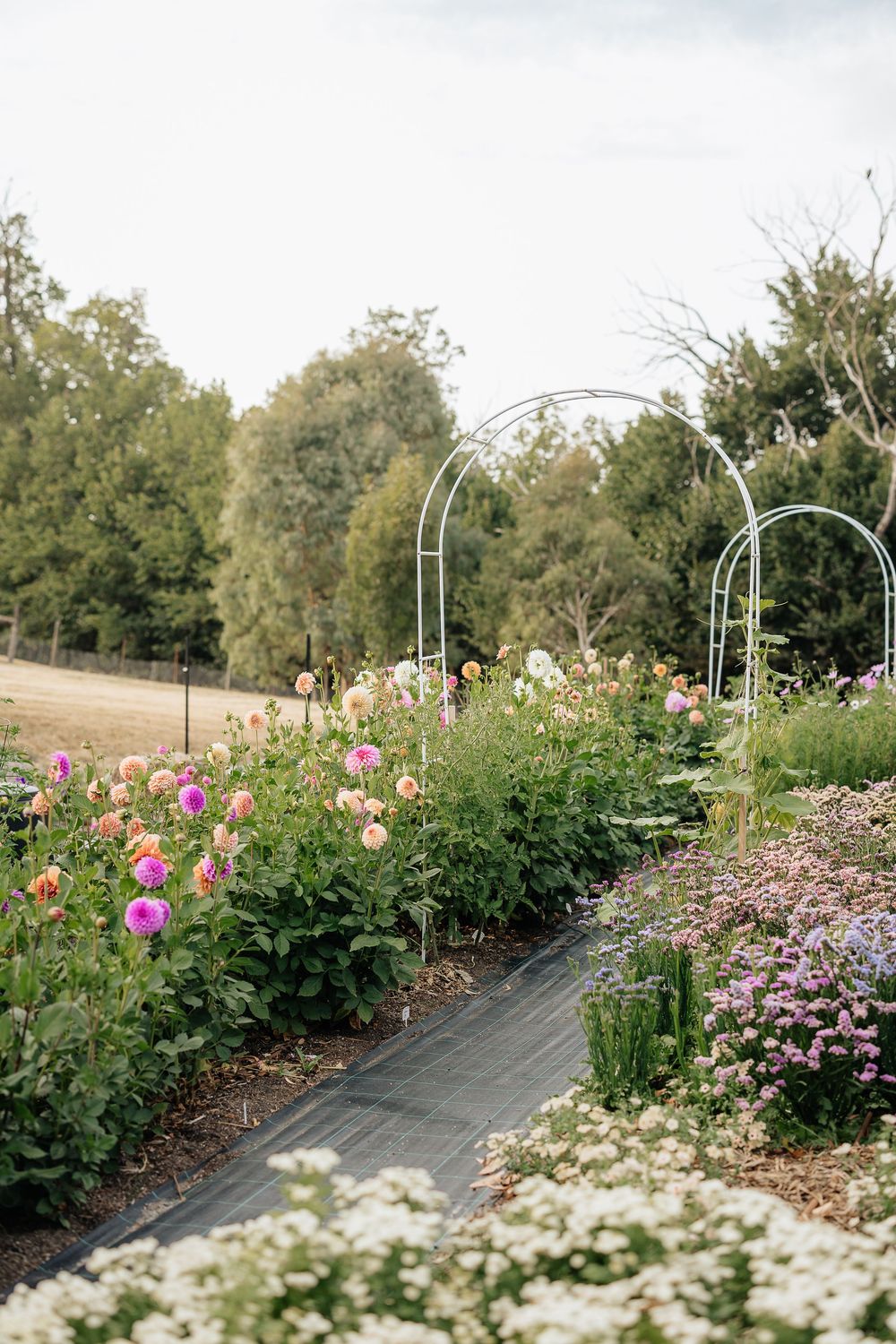 A charming flower farm path lined with colorful dahlias and cosmos leads to white garden arches.