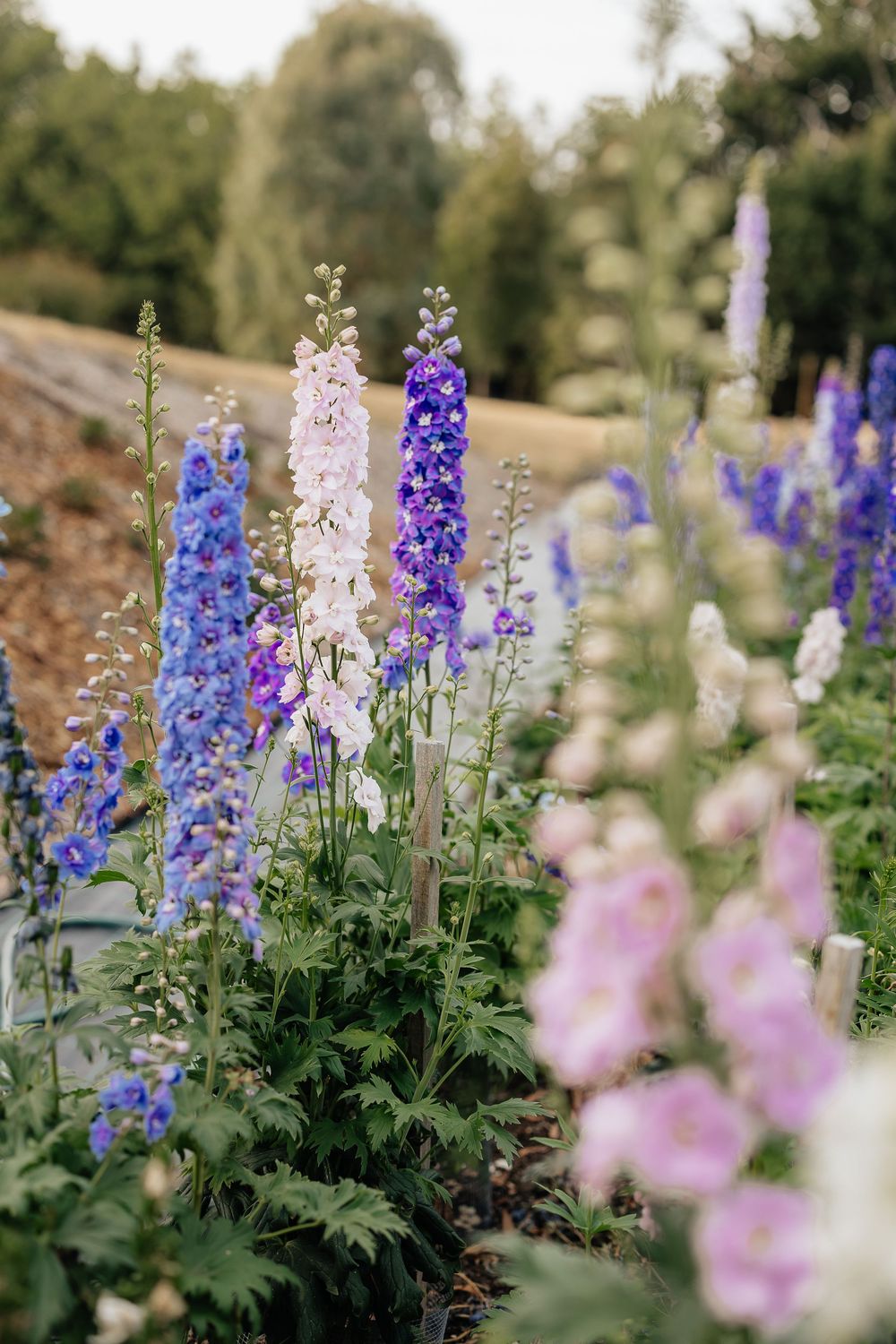 Rows of purple, white, and pink delphinium flowers blooming in an outdoor garden.