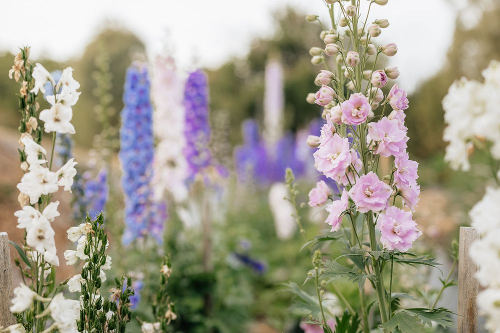 Close-up of white, pink, and purple delphinium flowers blooming in a garden.