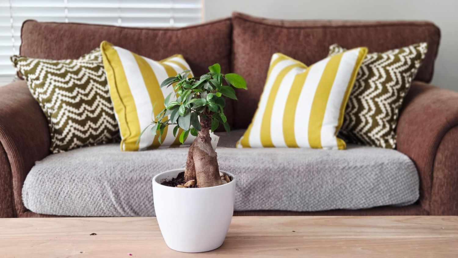 A bonsai tree in a white pot on a wooden coffee table in front of a brown sofa with yellow striped cushions.