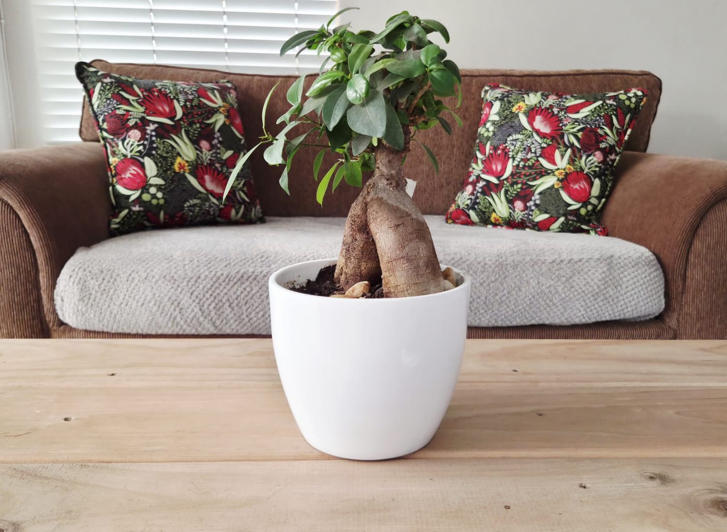 Ficus ginseng bonsai in white ceramic pot on wooden coffee table, with brown sofa and floral cushions in background.