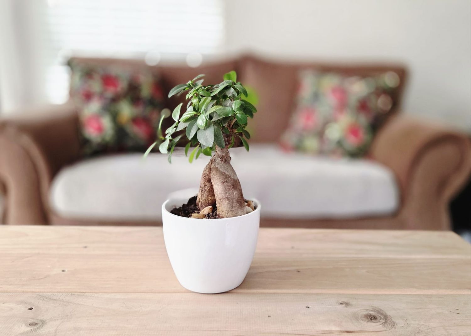 Small bonsai ficus tree in white ceramic pot on wooden coffee table with brown sofa and floral pillows in background.