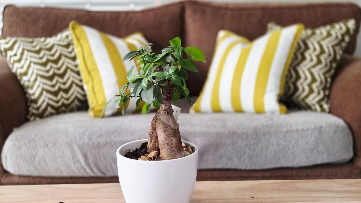 A small bonsai ficus ginseng plant in a white pot on a wooden table with a brown sofa and yellow pillows behind it.