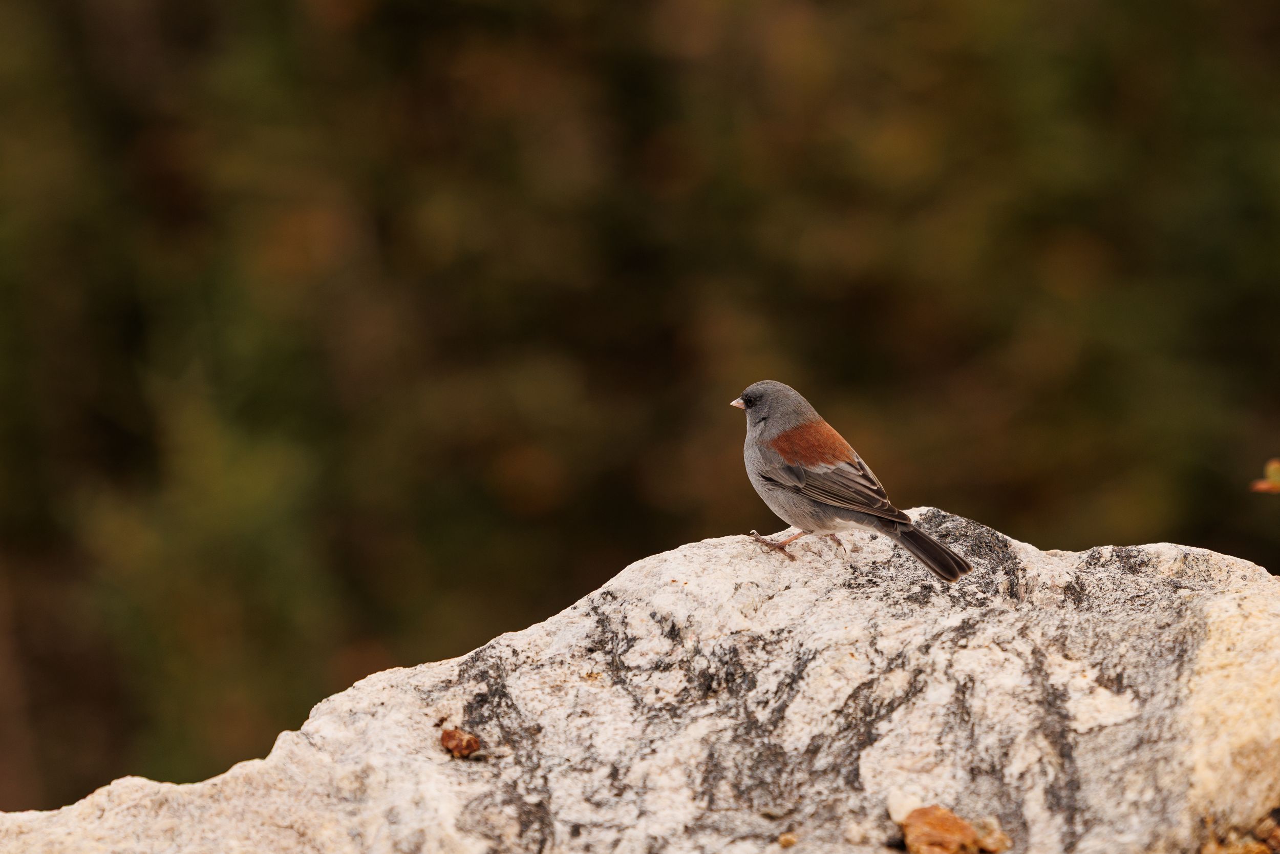 A small brown and gray bird perched on a rocky surface with a blurred green and brown background.
