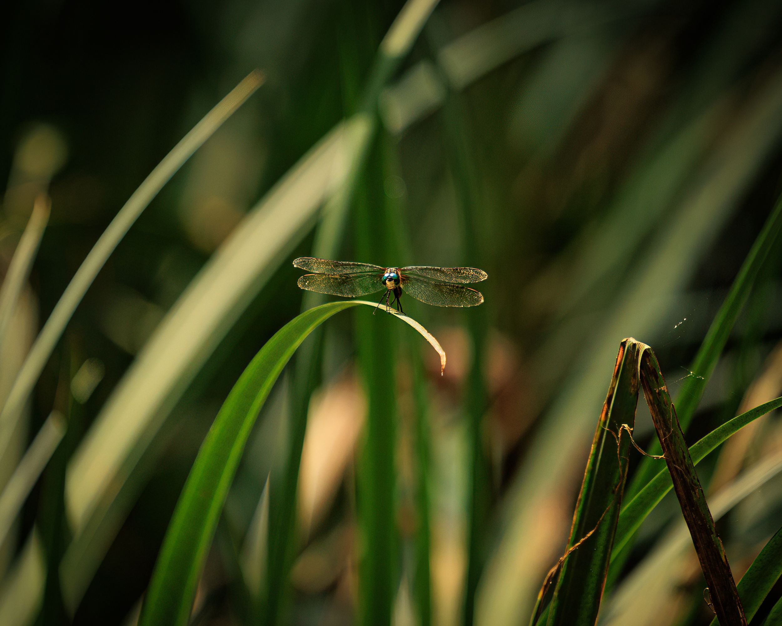 A delicate dragonfly perches on a green blade of grass surrounded by lush foliage in soft natural light.