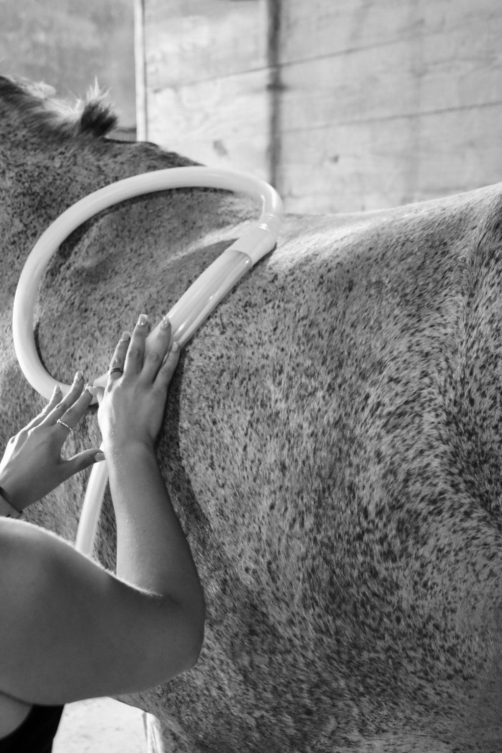 Mobile equine cryotherapy sessions available in Central Iowa.  America Cryo SubZero device.