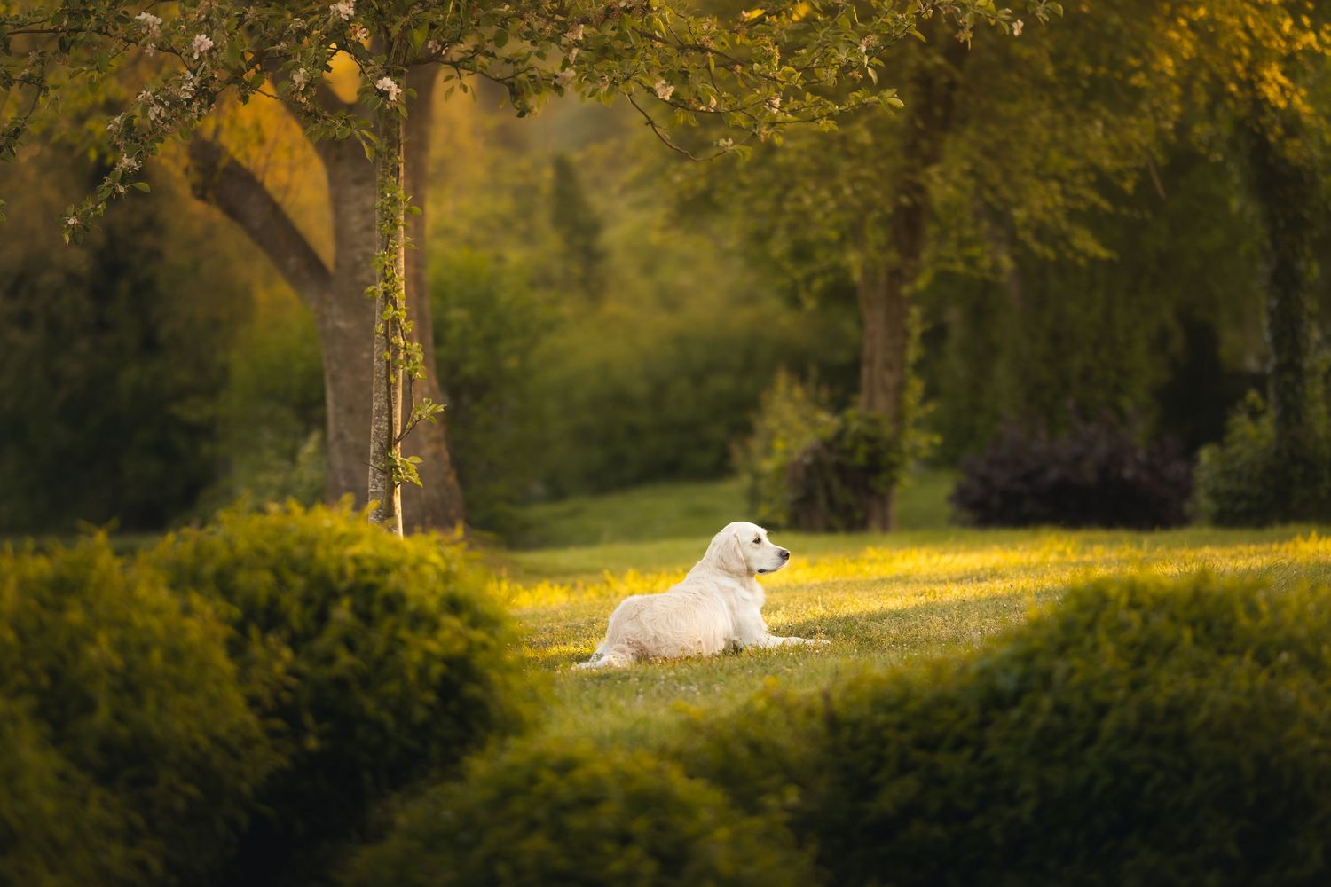 A golden Labrador retriever energetically splashing through a calm river surrounded by lush green trees.
