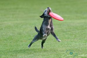 Disc Dog
