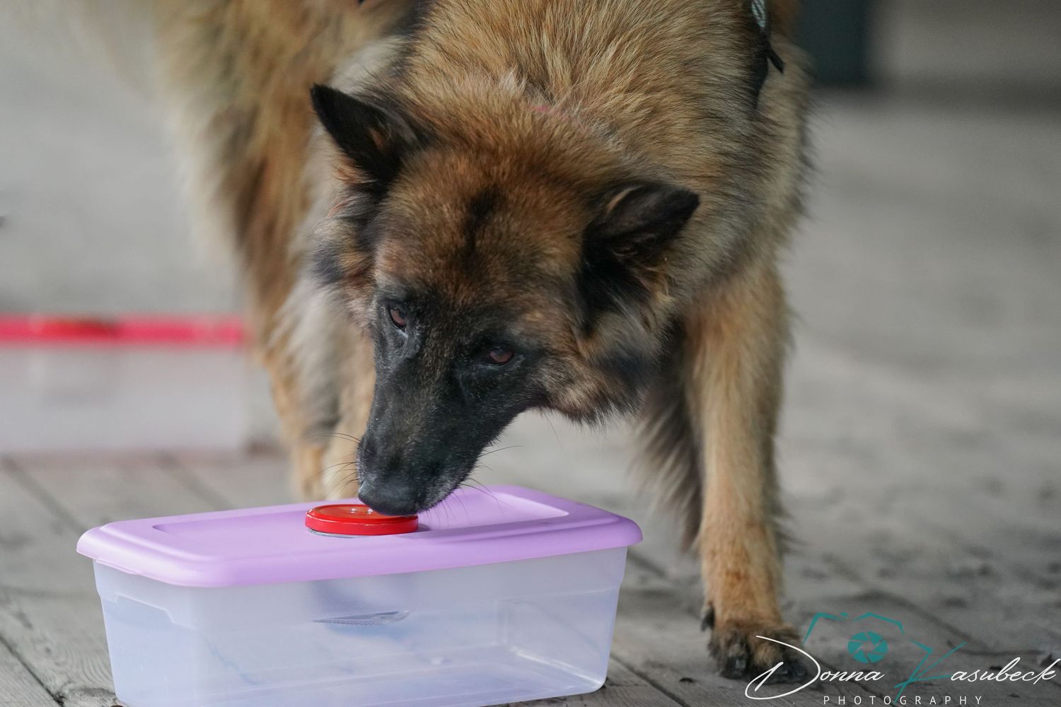 Nosework
