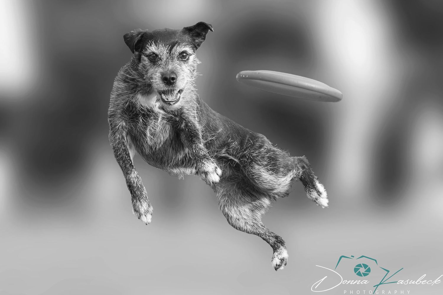 Disc Dog