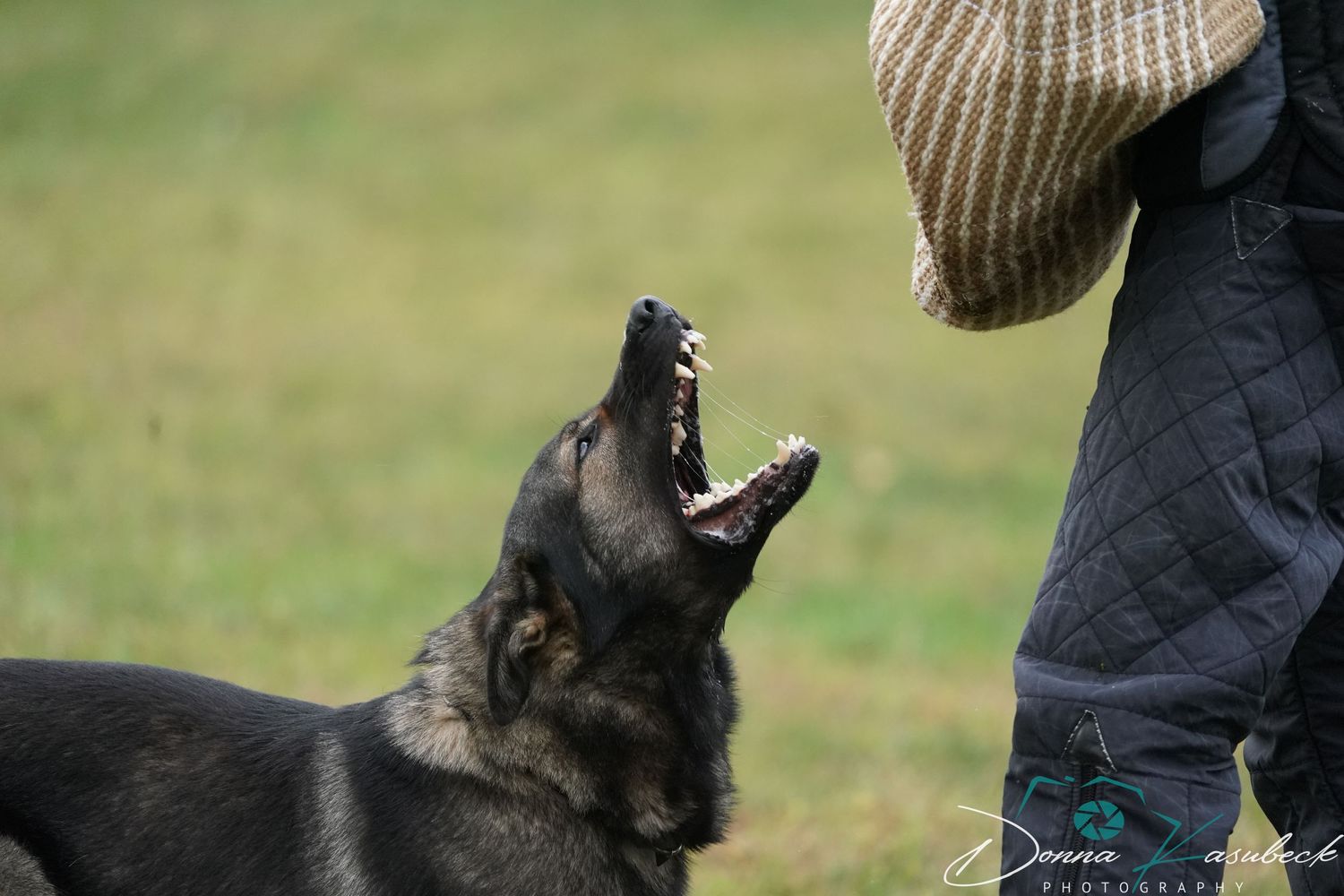 IGP Protection Dogs