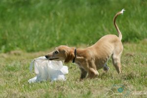Lure Coursing Sports
