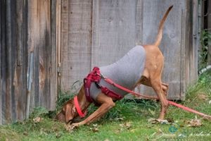 Country Rat Hunt