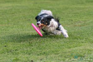 Disc Dog